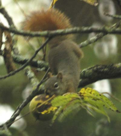 Red squirrel and giant nut