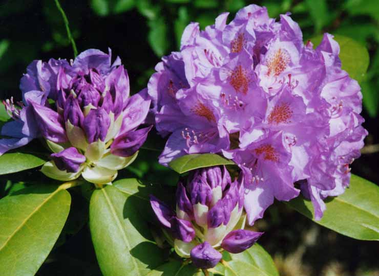 Three rhododendron flowers
