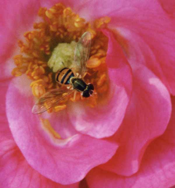 Glistening rose bee