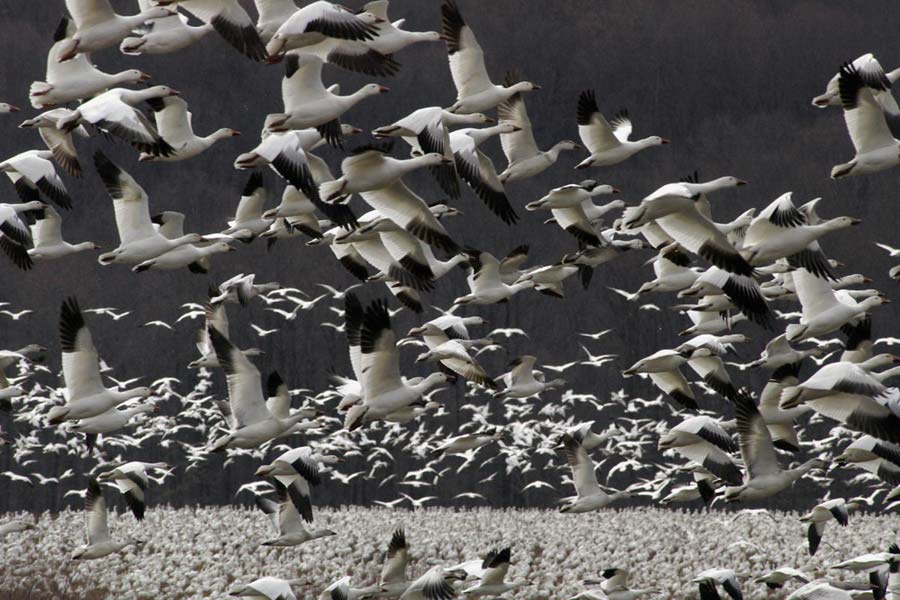 Snow geese swarm 1