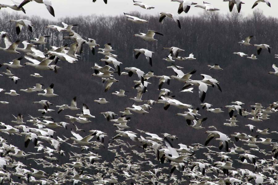 Snow geese swarm 3