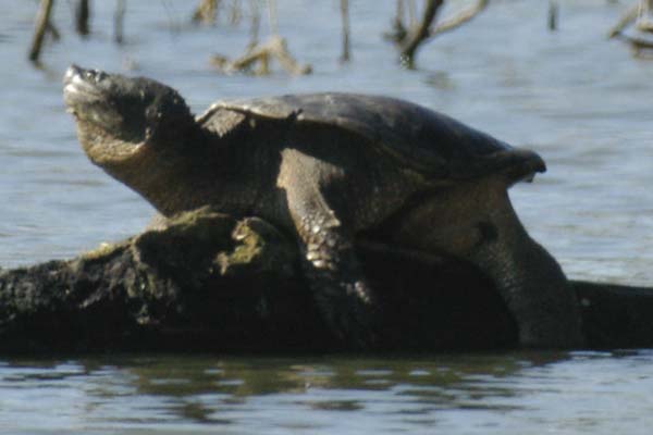 Snapping turtle high on the log