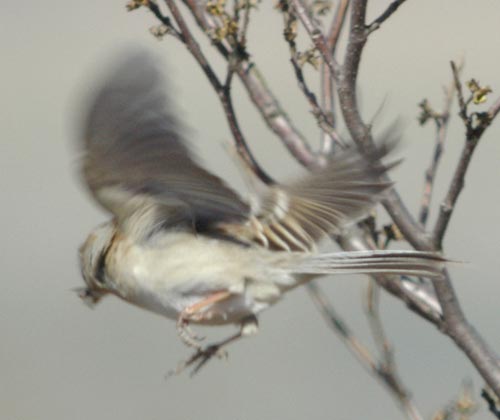 Field sparrow snatching an insect