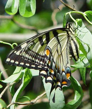 Eastern tiger swallowtail, wings folded
