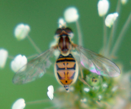 A hoverfly