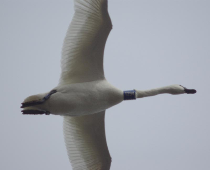 Tundra swan T294