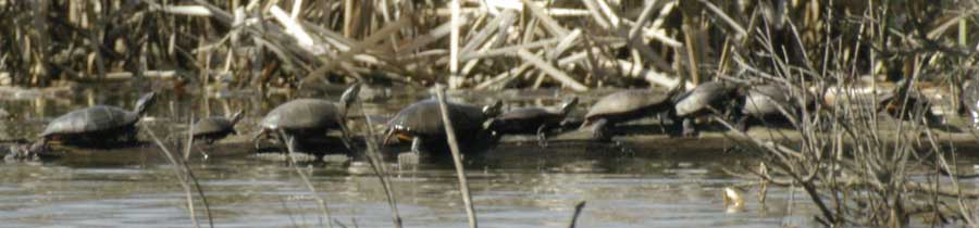 A row of eastern painted turtles