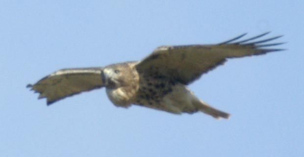 A red-tailed hawk with a full gullet