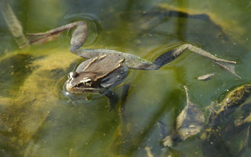 A relaxed wood frog