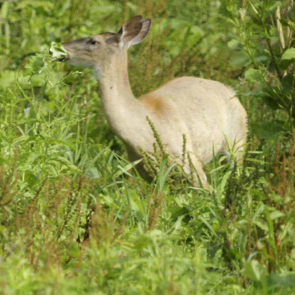 A white-tailed deer turning