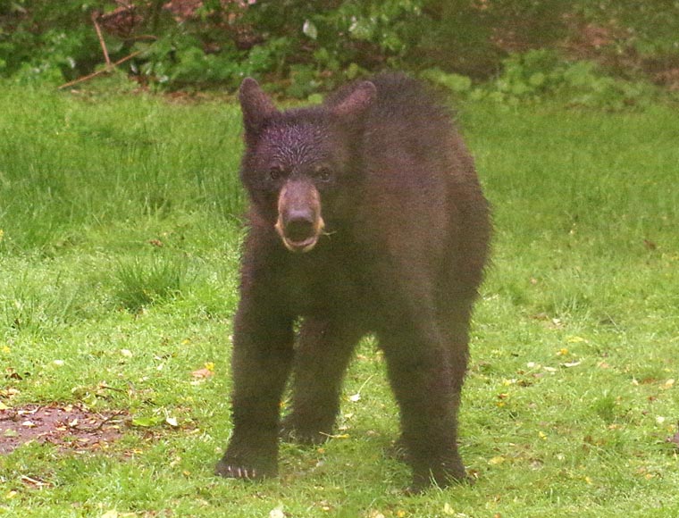Young black bear