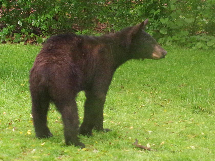 Young black bear