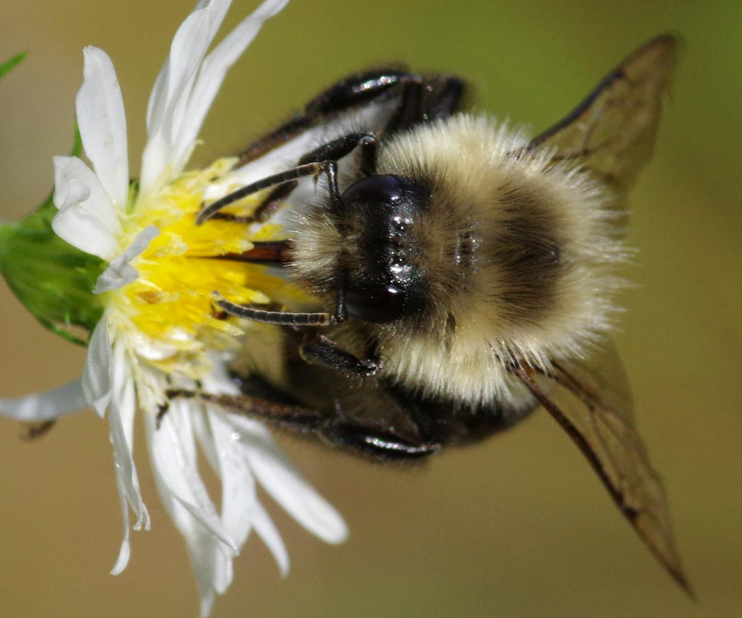 Bumblebee sideways