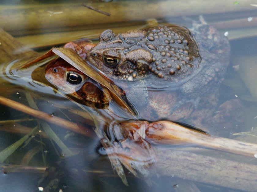 Private moment for an American toad couple