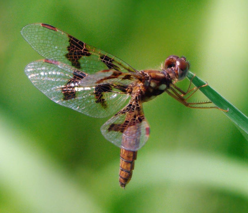 Female eastern amberwing