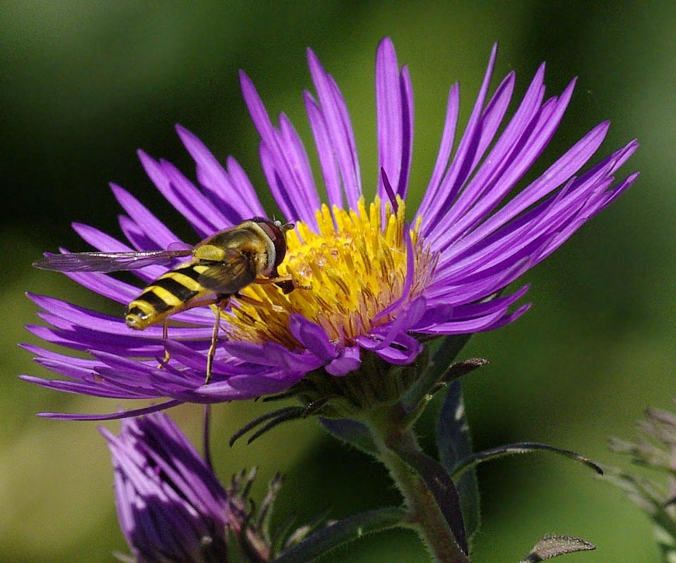 New England aster and hover fly