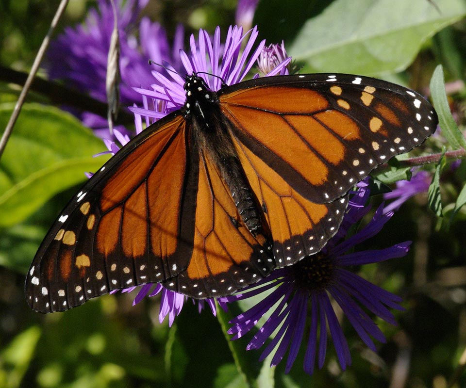 New England aster and monarch