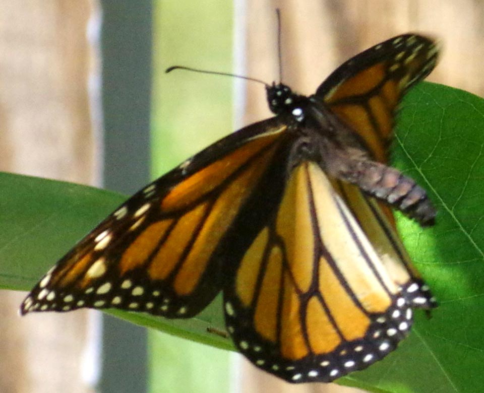 Monarch alert point