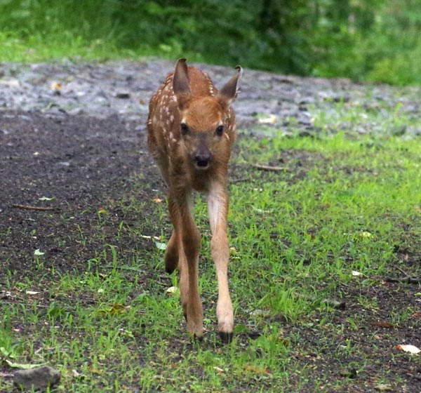 Fawn approaches