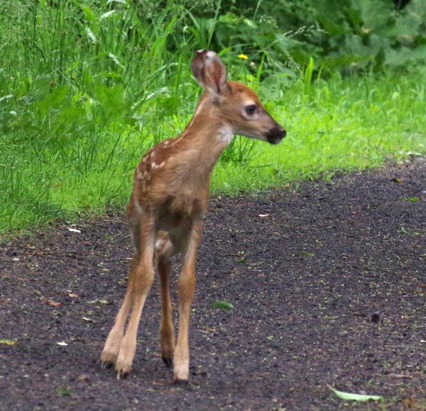 Fawn thinks it over