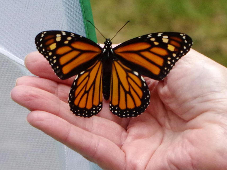 Female monarch ready to take flight