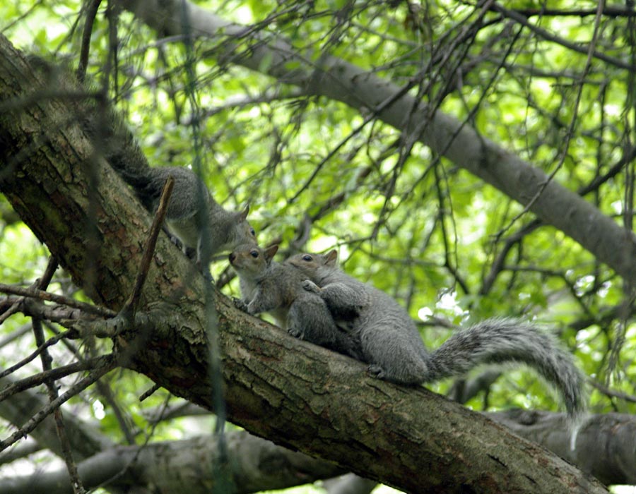 Mom gray squirrel checks out her baby