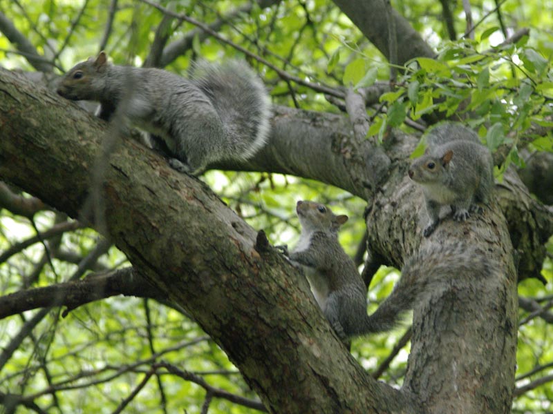 Mom gray squirrel and her two babies running around the feed tree