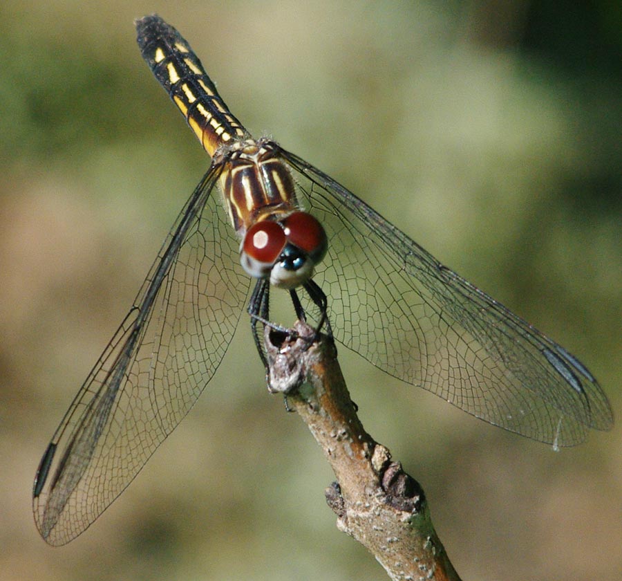 Female blue dasher (dragonfly)