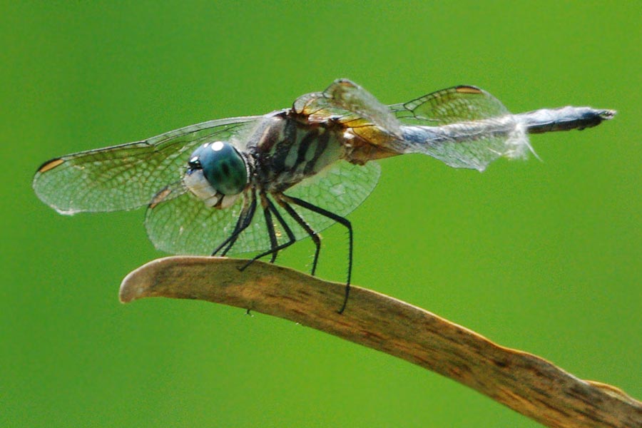 Male blue dasher (dragonfly)