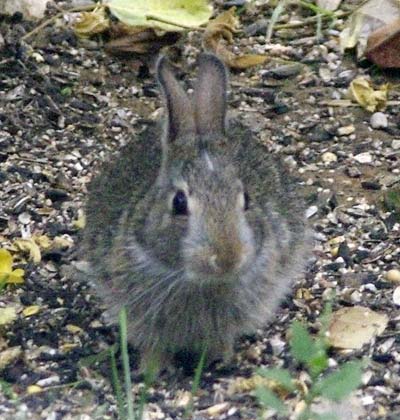 Baby cottontail