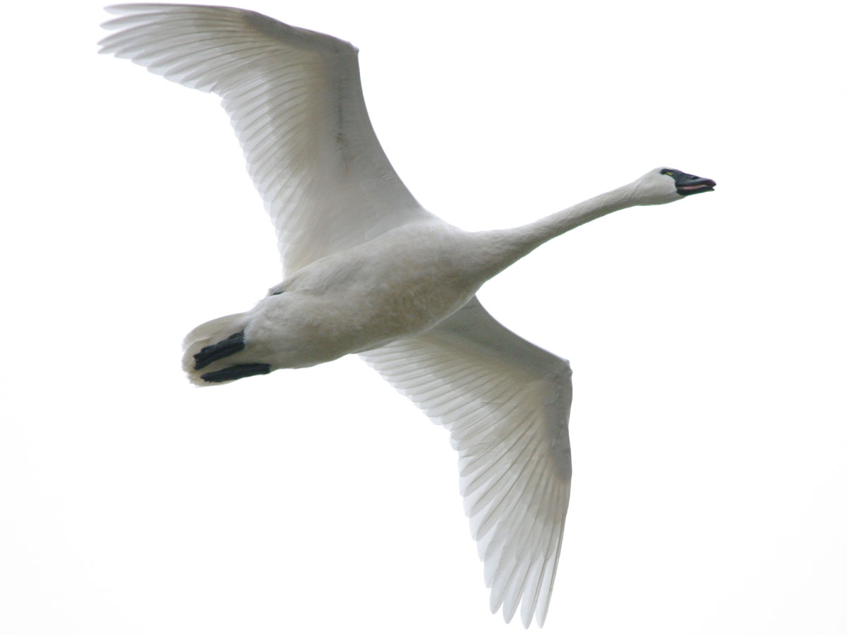 A tundra swan