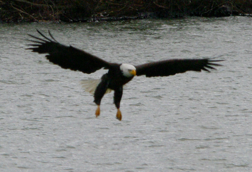 Bald eagle fishing: the dive