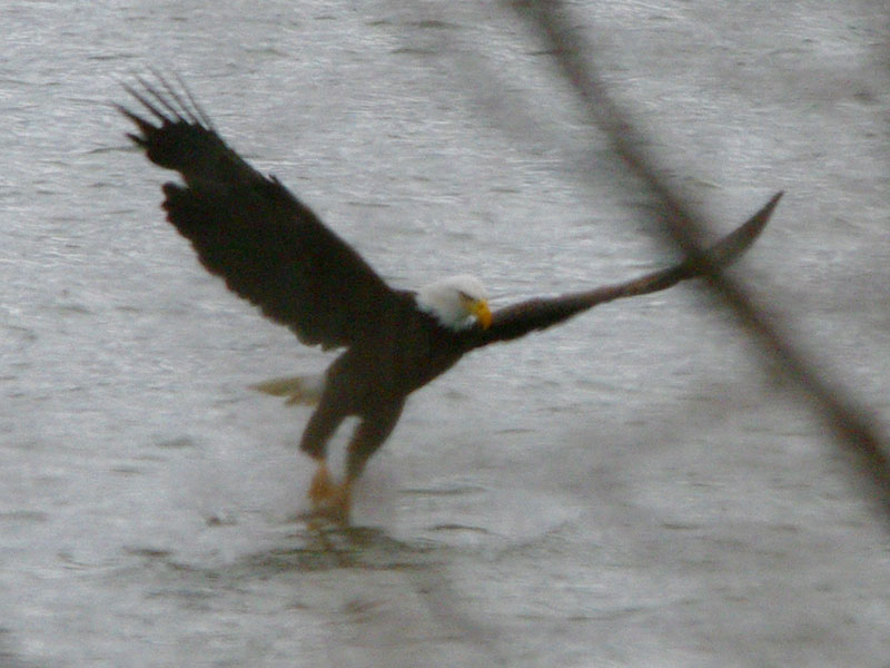 Bald eagle fishing: the grab