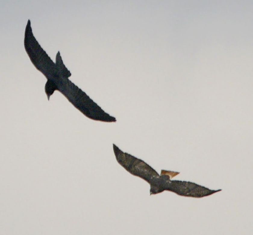 raven and red-tailed hawk