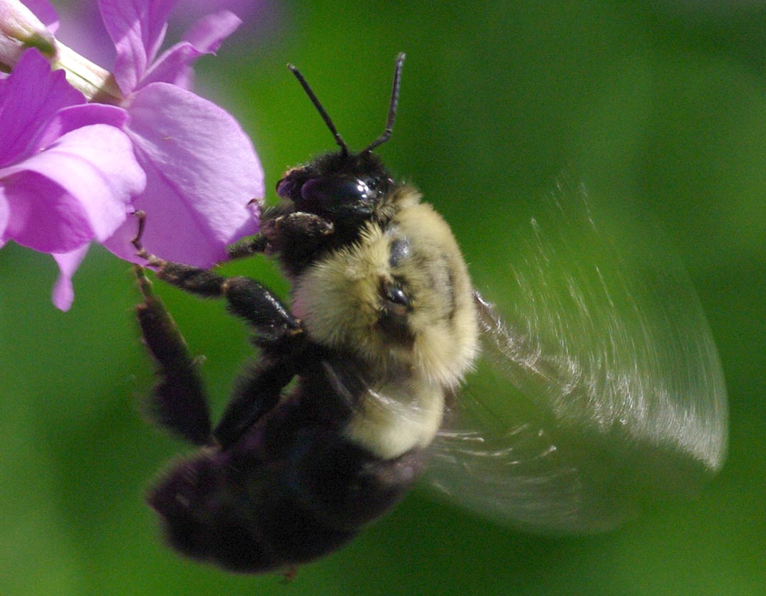 Bumblebee action