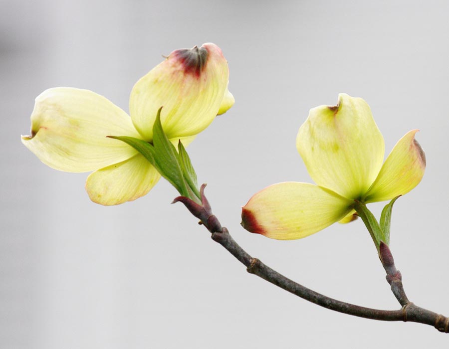 Young blossoms of a dogwood tree
