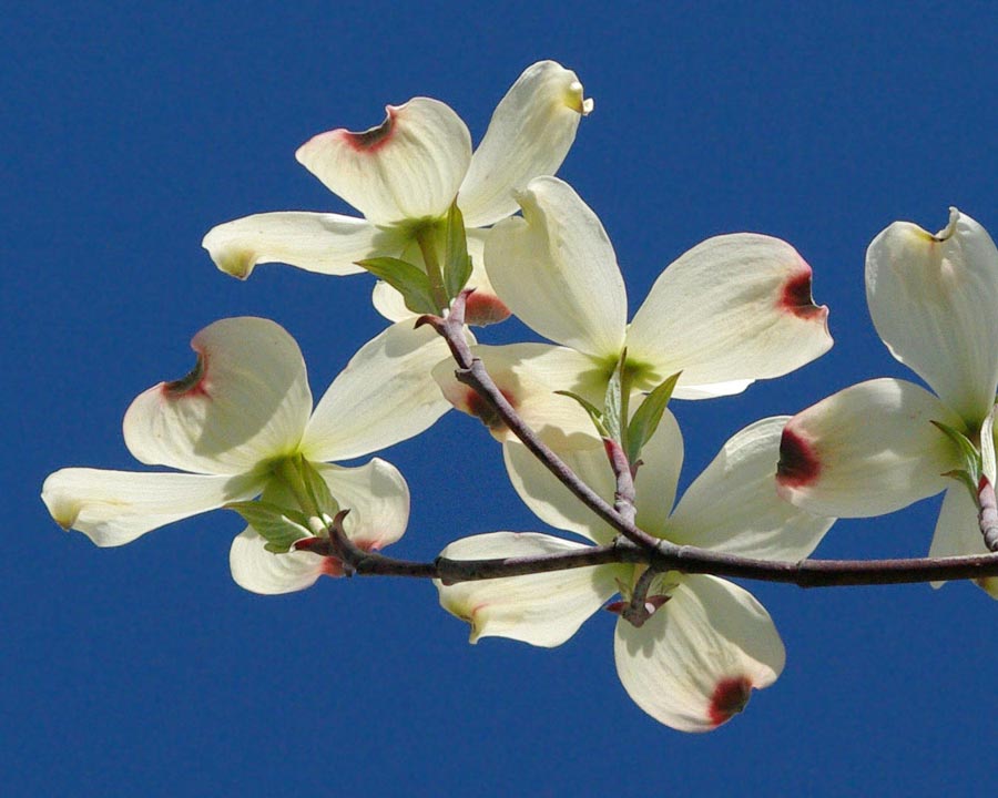 Multiple dogwood blossoms