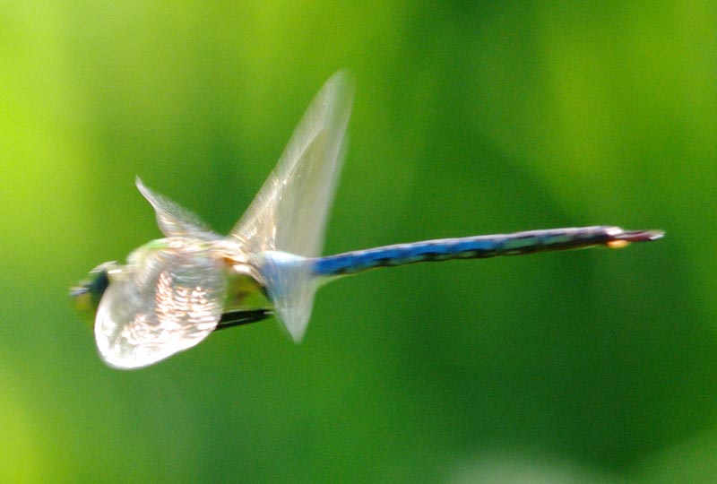 Common green darner in flight