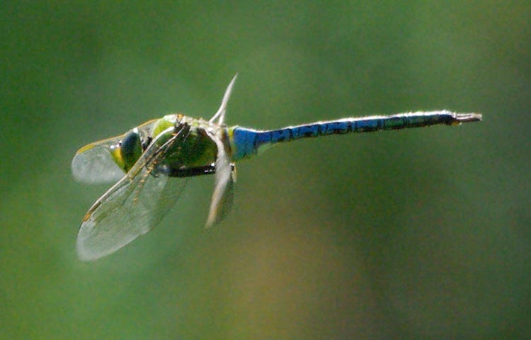 Flying dragonfly: common green darner