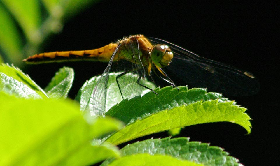 Immature meadowhawk with Cheshire smile