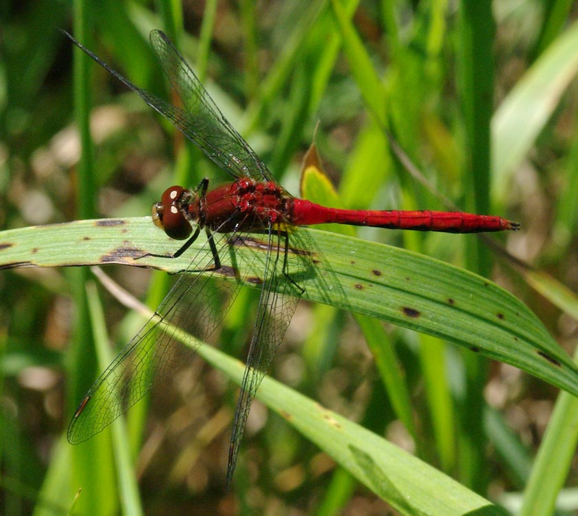 cherry-faced meadowhawk, dragonfly
