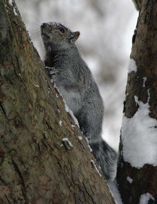 Gray squirrel - made it