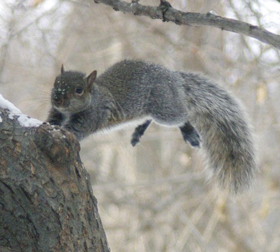 Gray squirrel jumping