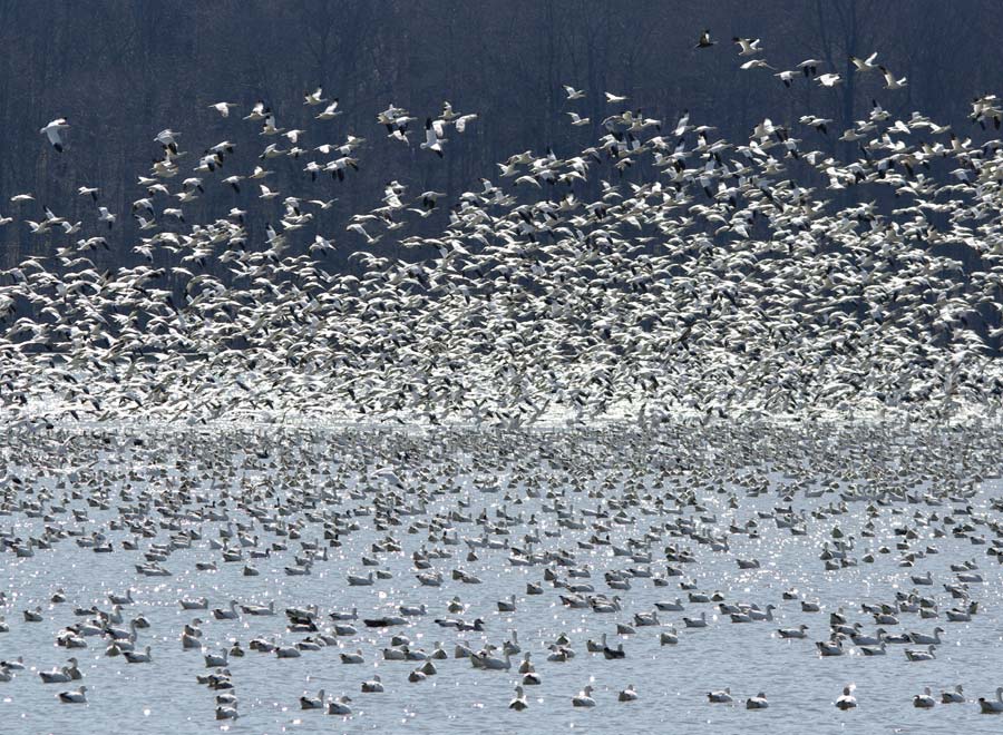 Snow goose swarm