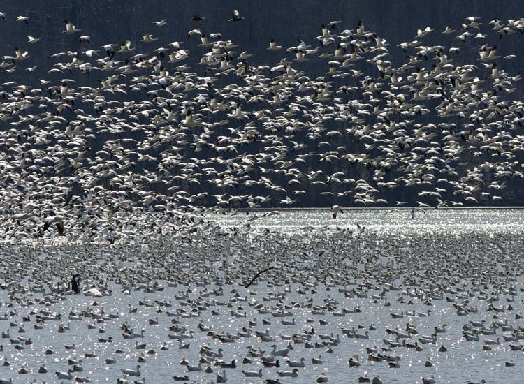 Snow goose swarm, beginning