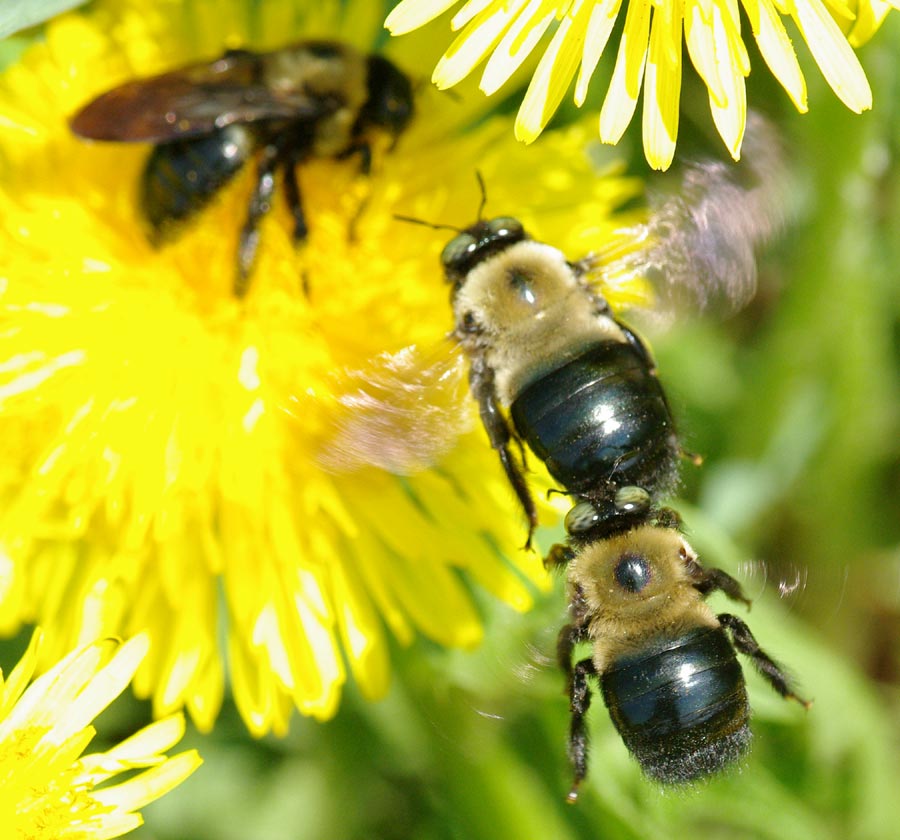 Bumblebee interaction