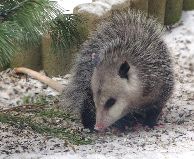 Young opossum