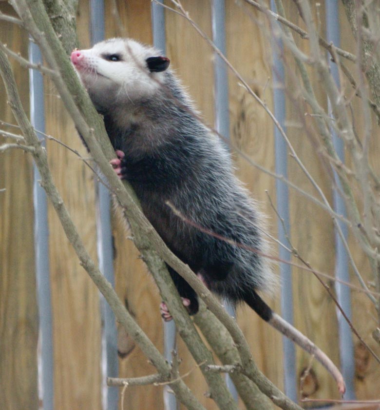 Opossum climbing rose of sharon