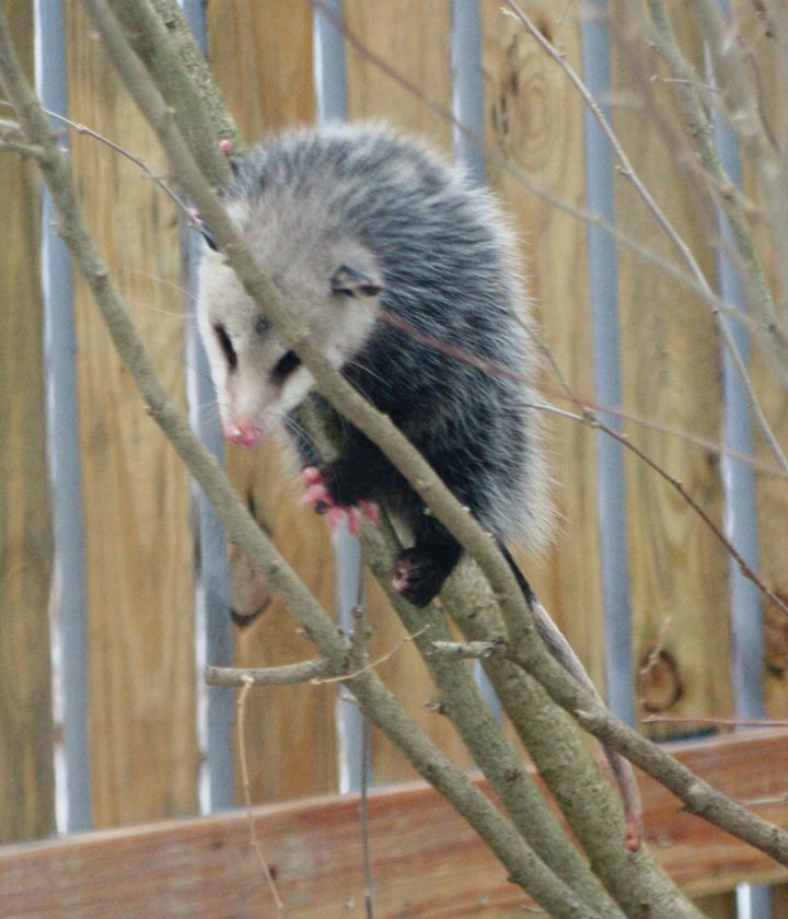 Opossum looking down