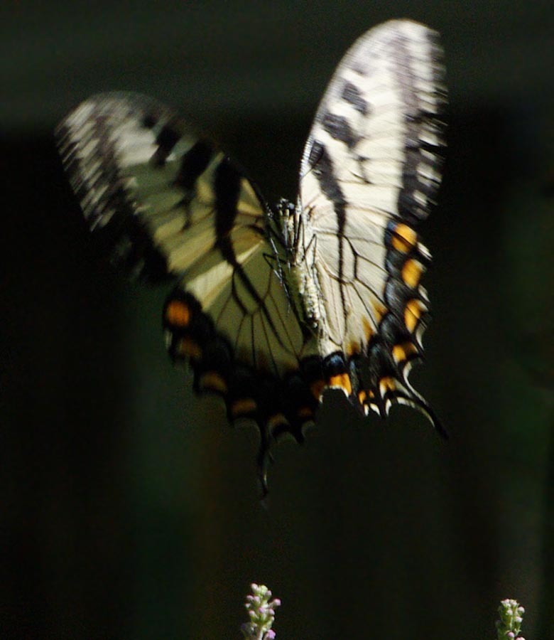 Tiger swallowtail in flight